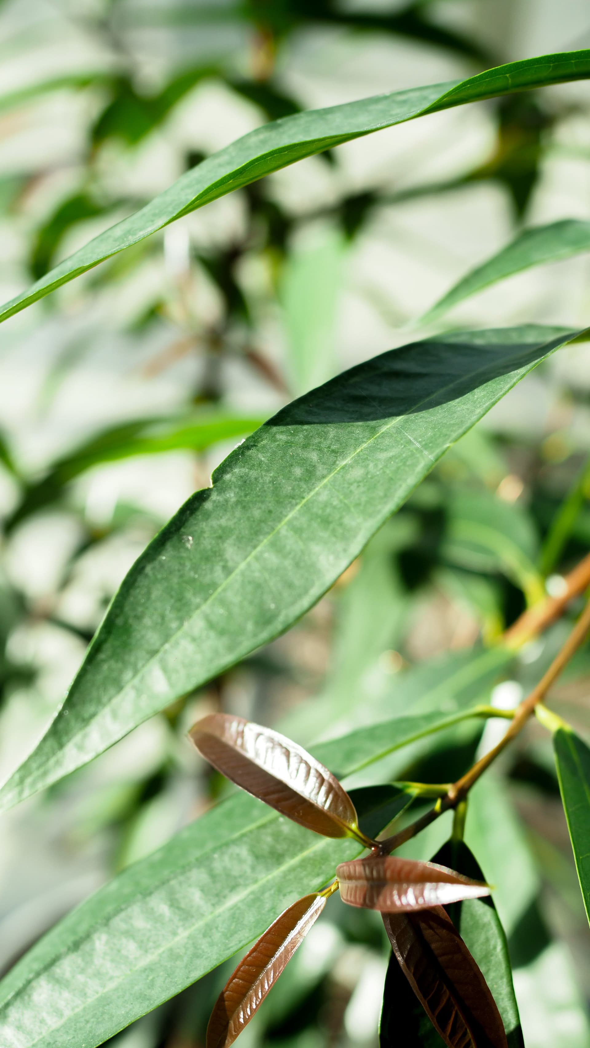 Close-up photograph of a bundle of leaves focusing on a single leaf.
