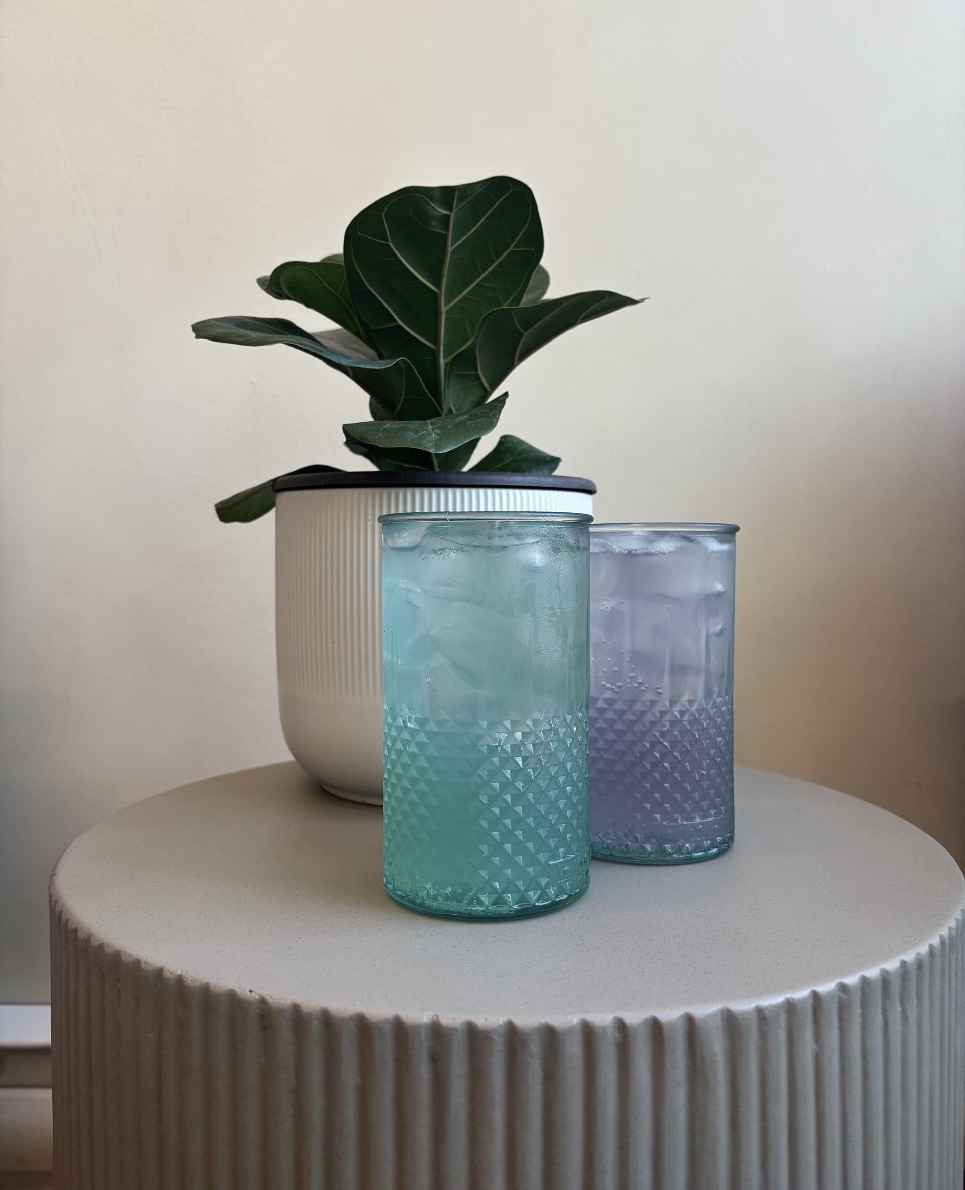 Two textured glass tumblers with turquoise and lavender kombutcha sit on a white ridged side table next to a potted fiddle leaf fig plant."