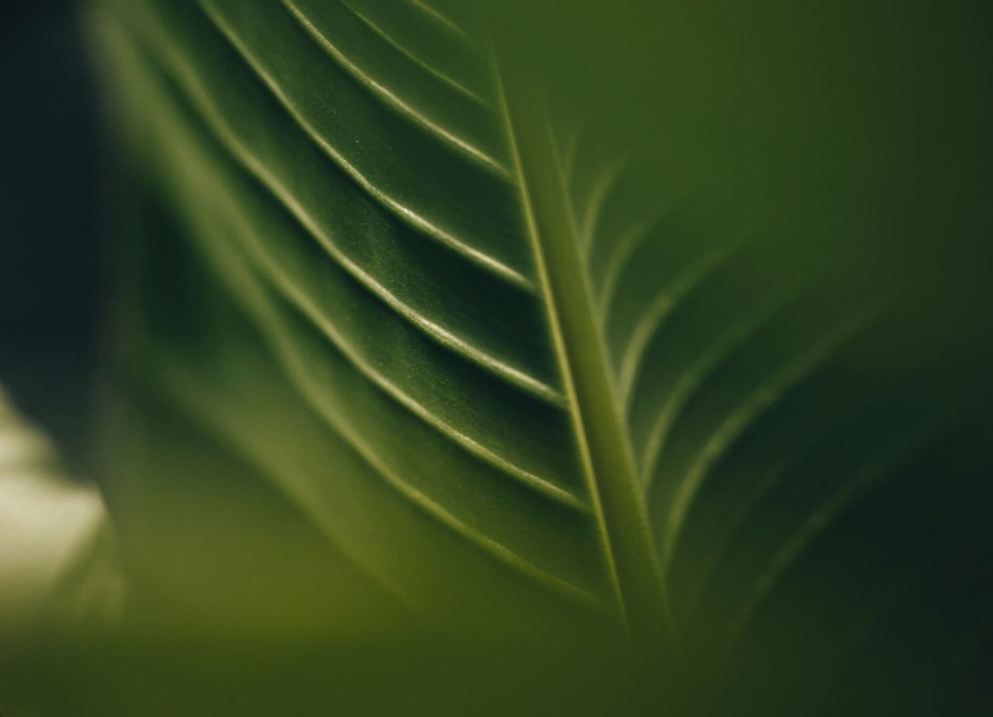 Close-up photo of a green leaf with visible veins, highlighting natural patterns and textures.