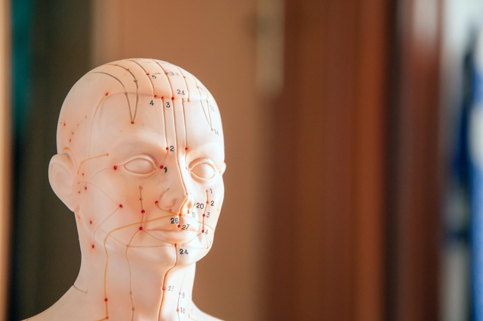 A mannequin head and neck marked with acupuncture points.