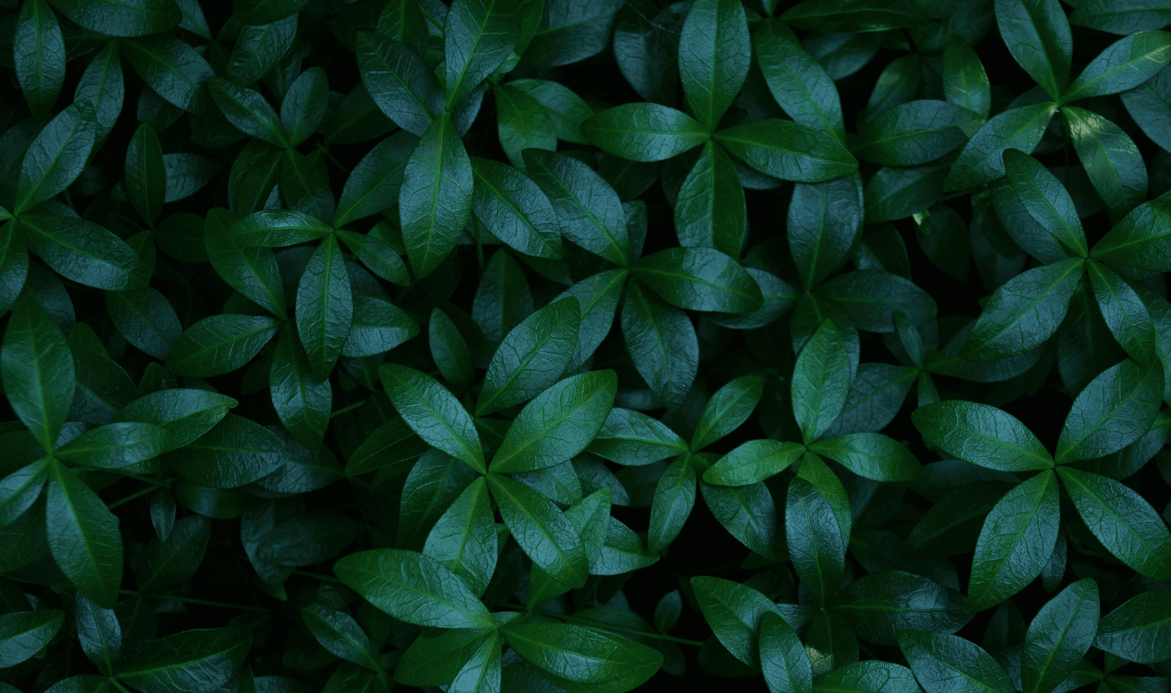 Close-up photo of vibrant green leaves, highlighting natural textures and patterns.