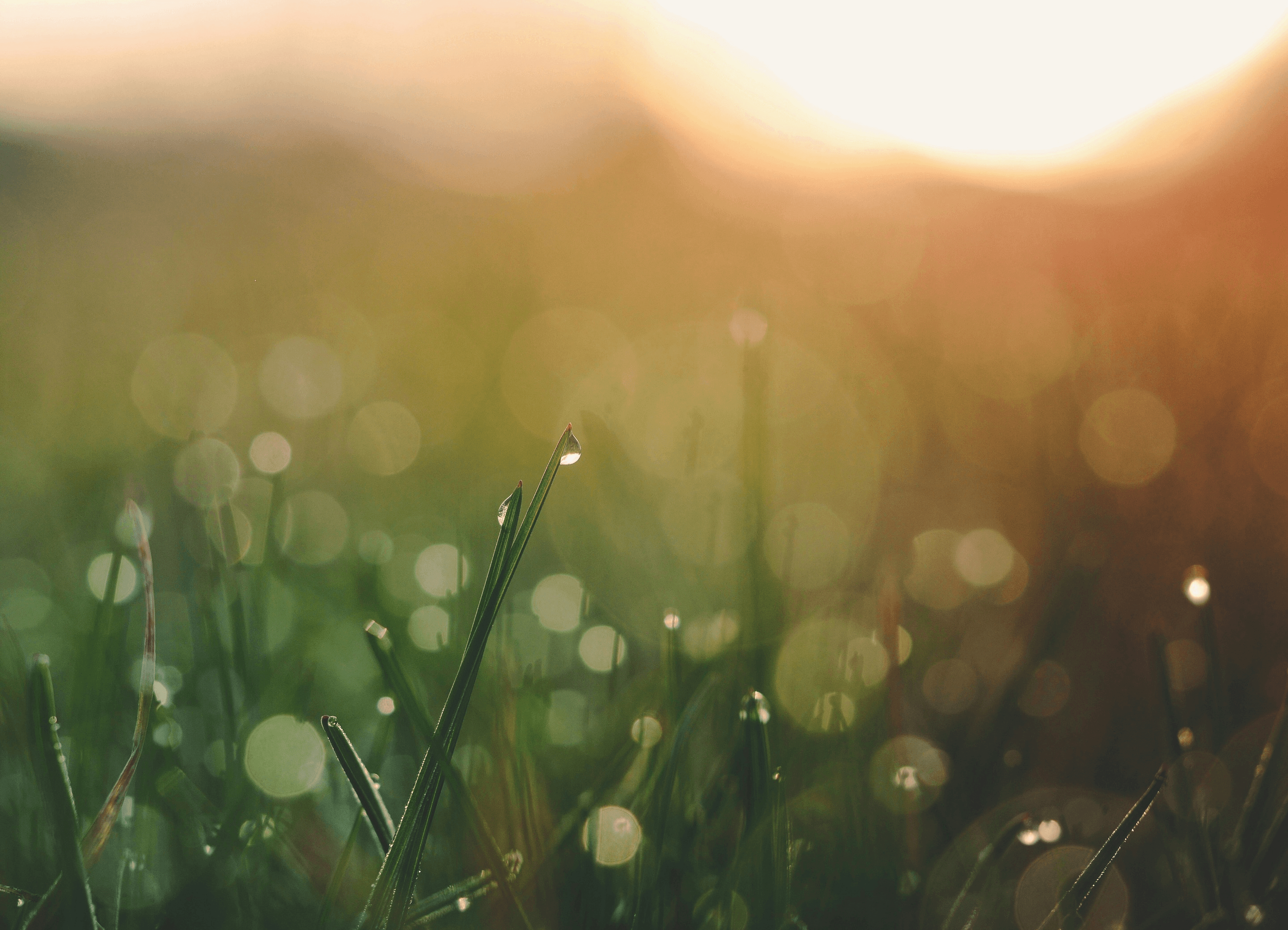 Close-up photo of grass with dew drops at sunrise, featuring a blurred bokeh background.