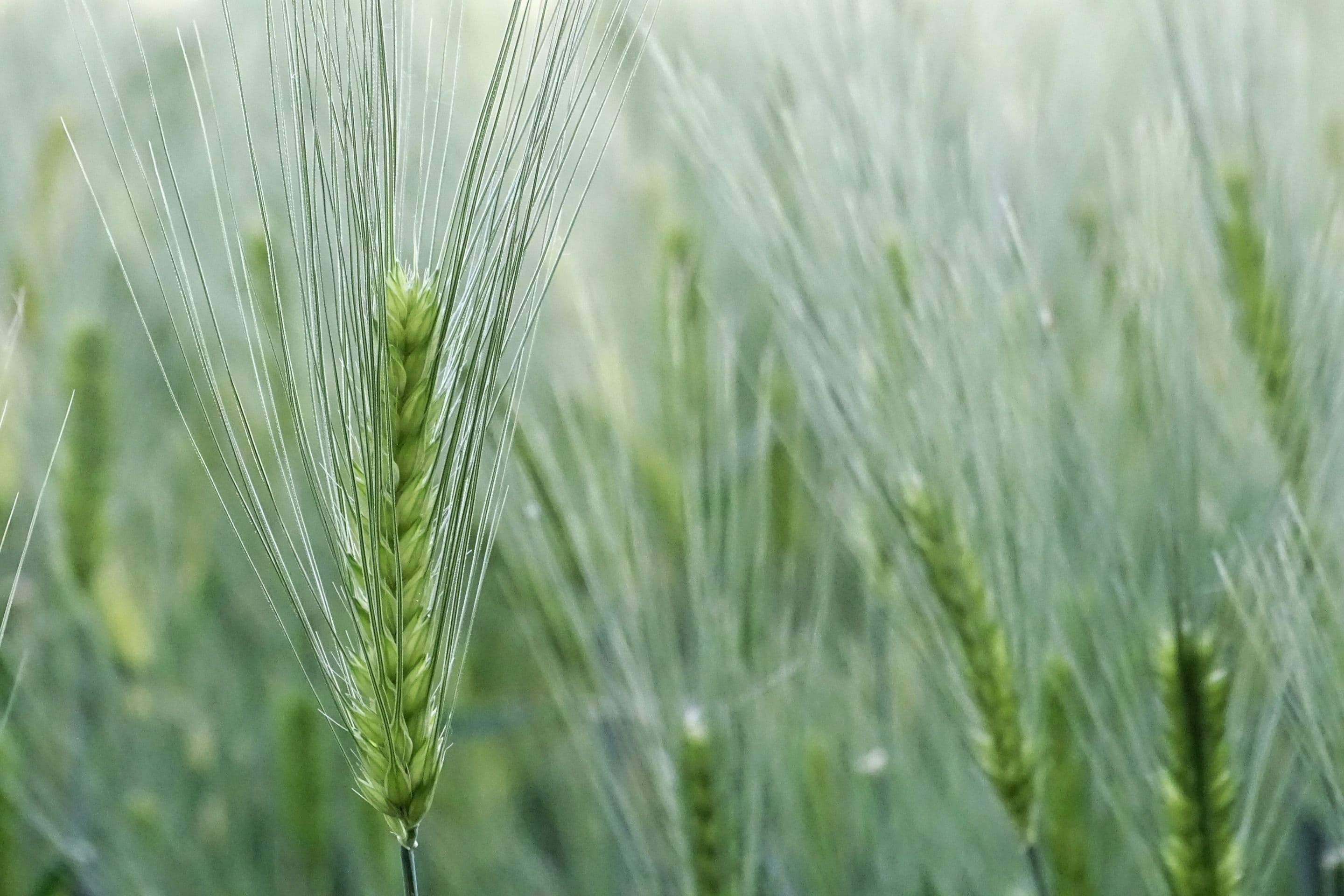 Close-up photograph of green wheat or barley stalks with prominent grain heads and delicate awns in soft focus.