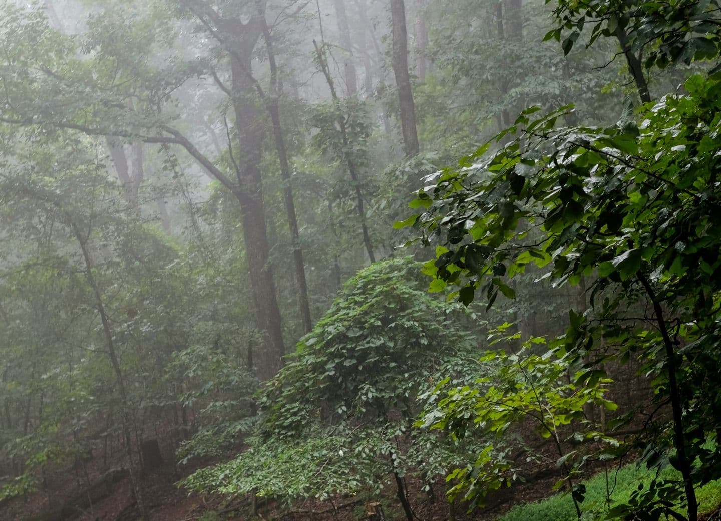 Photo of a dense forest with lush greenery and mist enveloping the trees, creating a serene atmosphere.