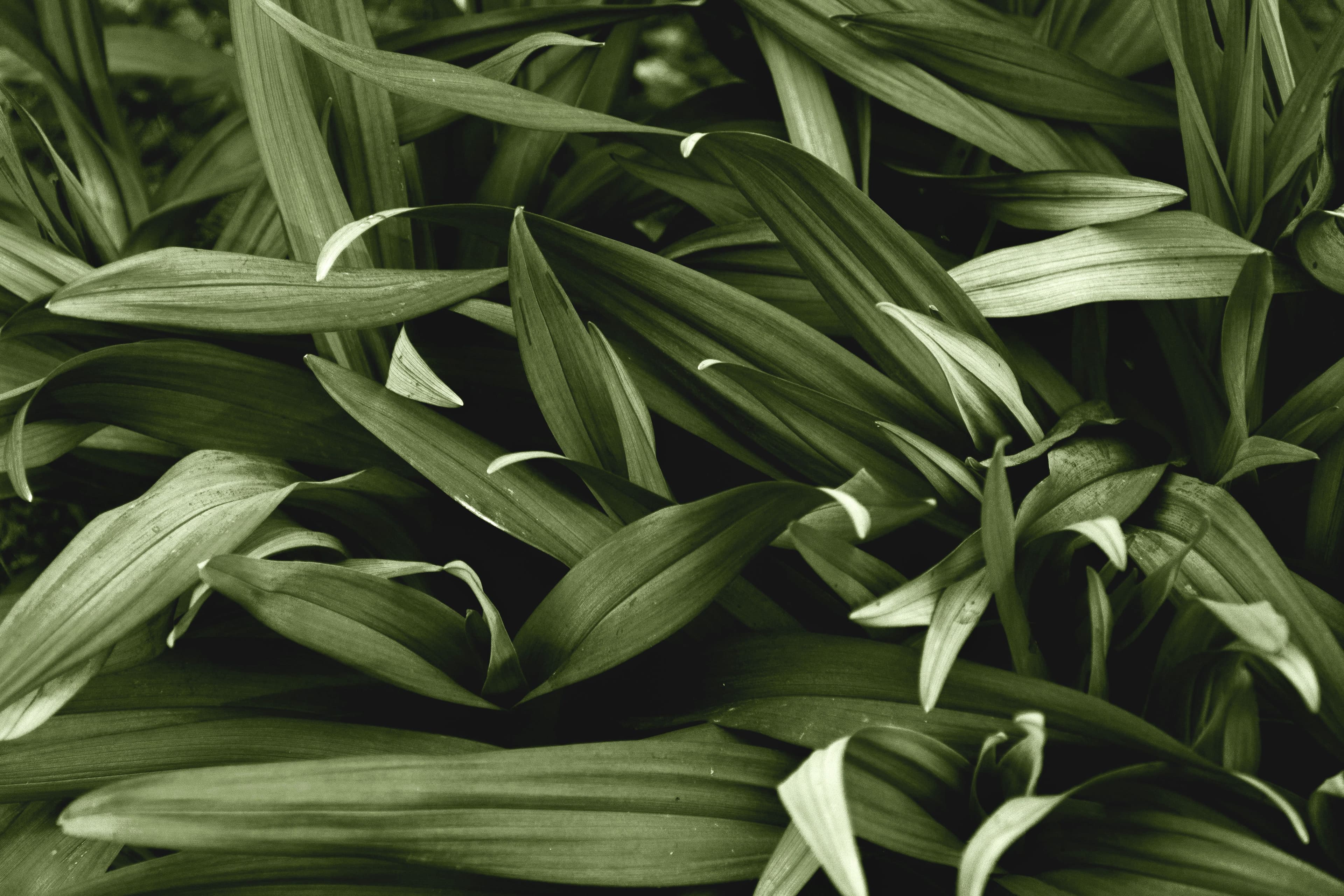 Many green leaves bundled together taking up the whole screen.