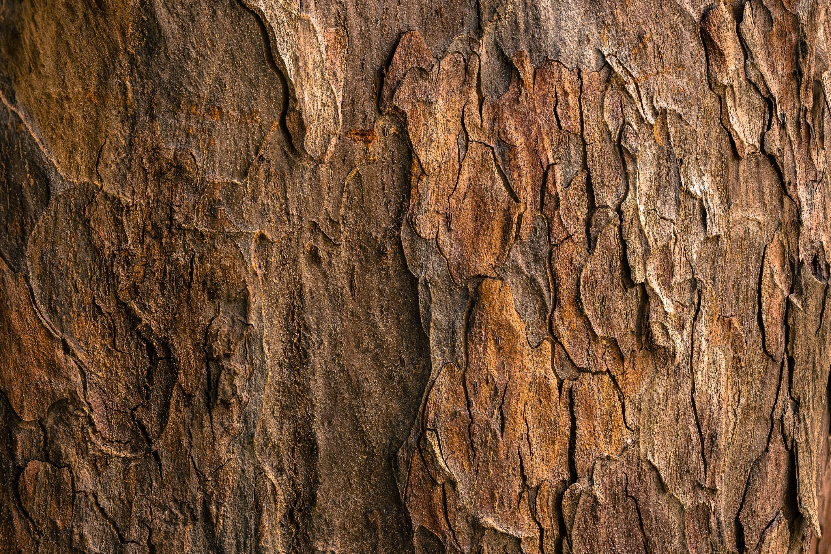 Close-up photo of tree bark texture showing rough, weathered surface with deep grooves and reddish-brown coloring.