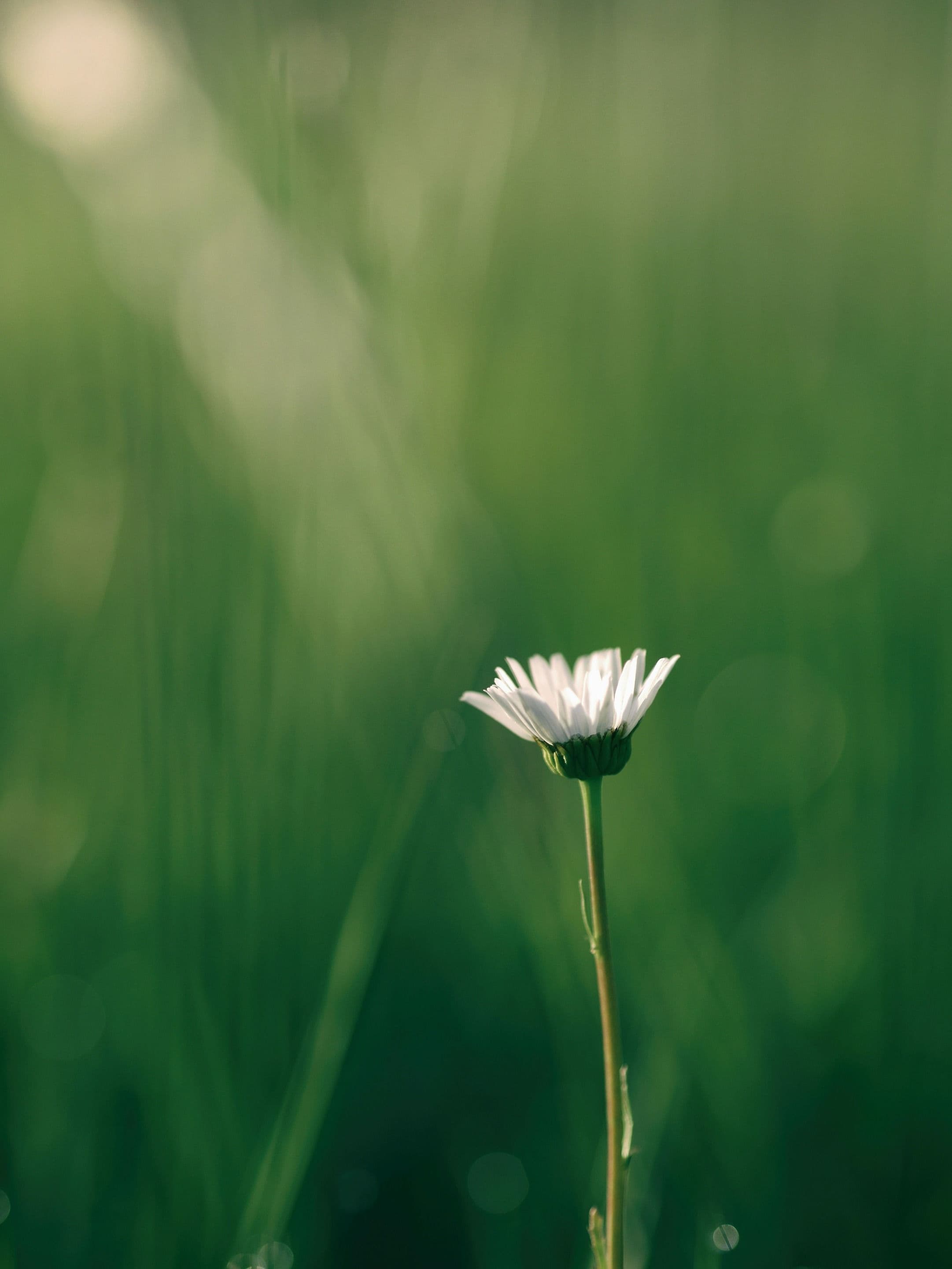 A close-up photo of a single white flower in a green grassy background.